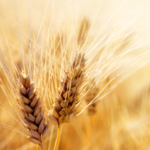 протеины пшеницы